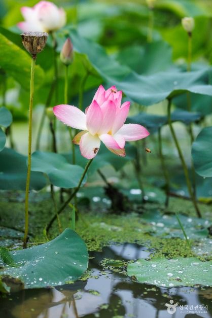 thumbnail-연꽃테마파크-9