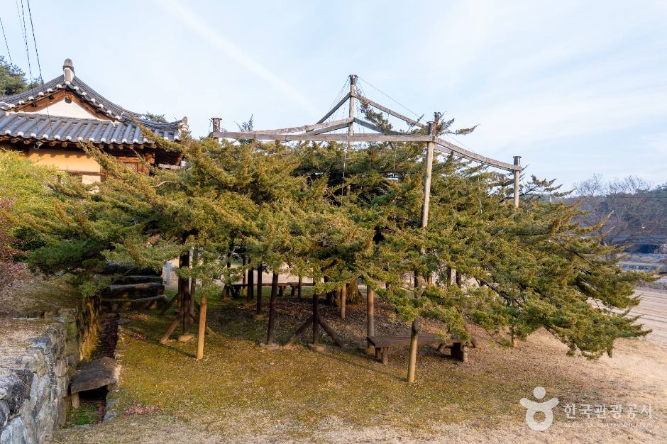 안동 주하리 뚝향나무