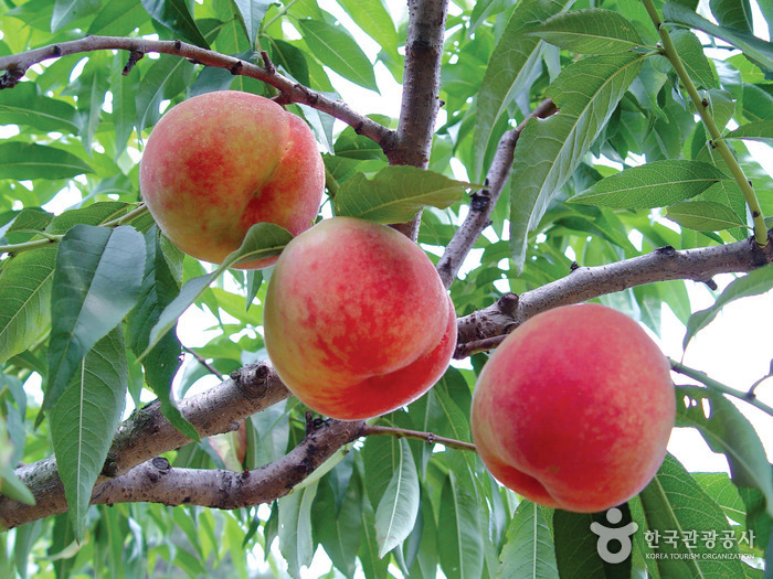 강릉 복사꽃축제 20196