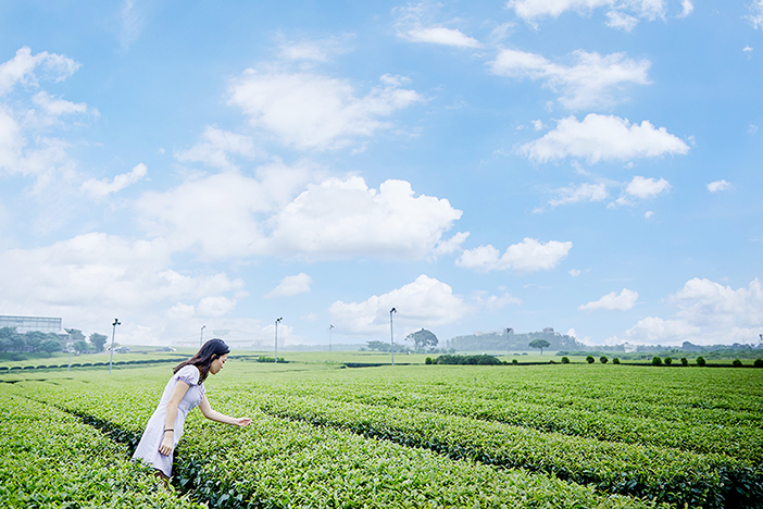 Teefeld Seogwang im Osulloc Tea Museum