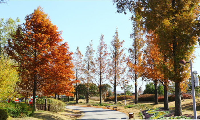 Chemin des métasequoia (en haut) & Jardin participatif (en bas)