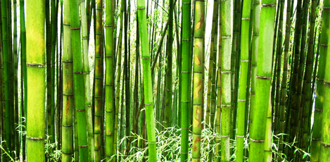 Set off on an Eco Vacation to Damyang’s Bamboo Forest, Juknokwon