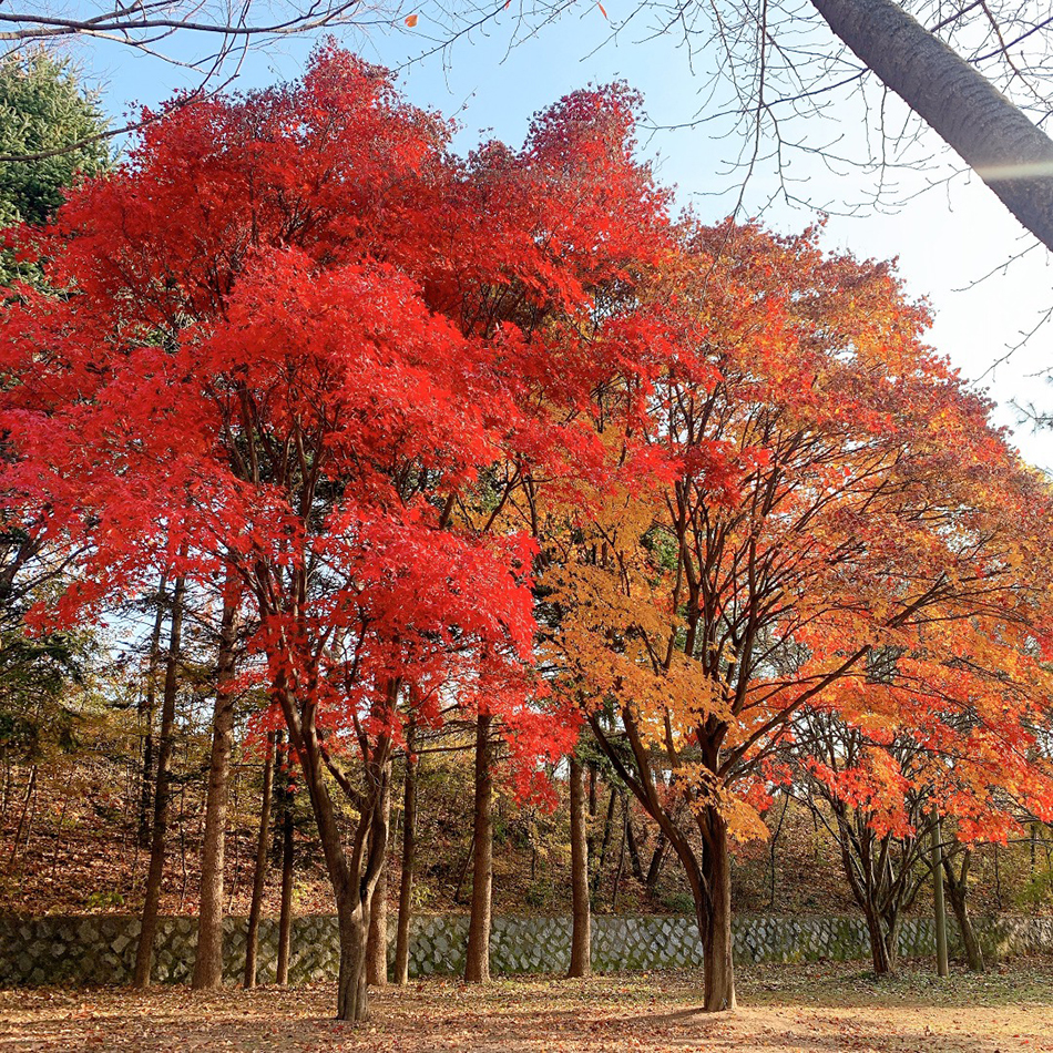 仁川大公園の秋の様子
