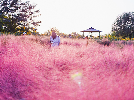 天空公園的粉黛亂子草與紫芒
