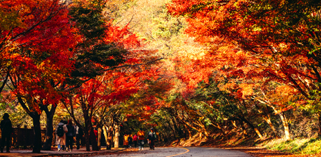 紅葉の名所、内蔵山を100倍楽しむ方法