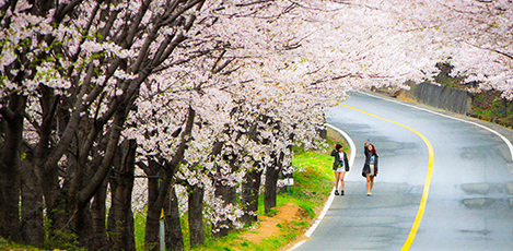Korea’s Best Springtime Destinations