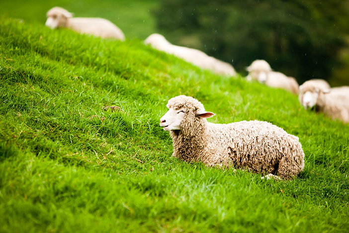 80 000 moutons rencontre au salon national du mouton