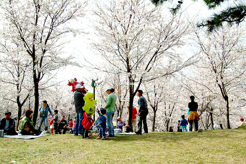 Фестиваль цветения королевской вишни на Чечжудо (Источник: Jeju Tourism Organization)