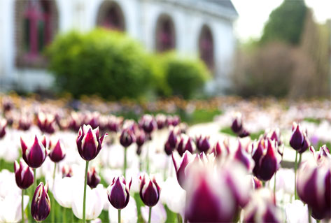 The Botanical Garden BCJ (Byukchoji)