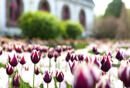 Botanischer Garten Byeokchoji (Quelle: Gyeonggi Tourism Organization)