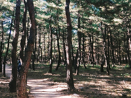 [Gangneung, Tops Ville] City of pines