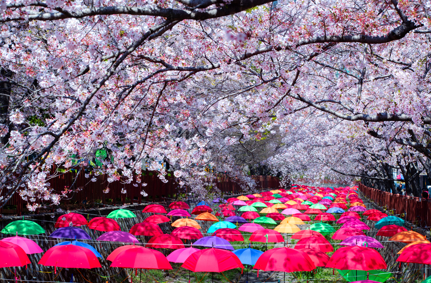 Gunhangje, el festival de cerezos en flor más grande de Corea