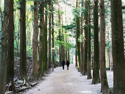 [Boseong, Chunwoon Seo-ok] Boseong: Discovering the Tea plantation! 