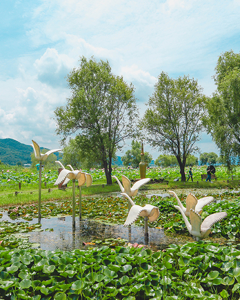 Fountain & pond near Semiwon Lotus Culture Experience Classroom