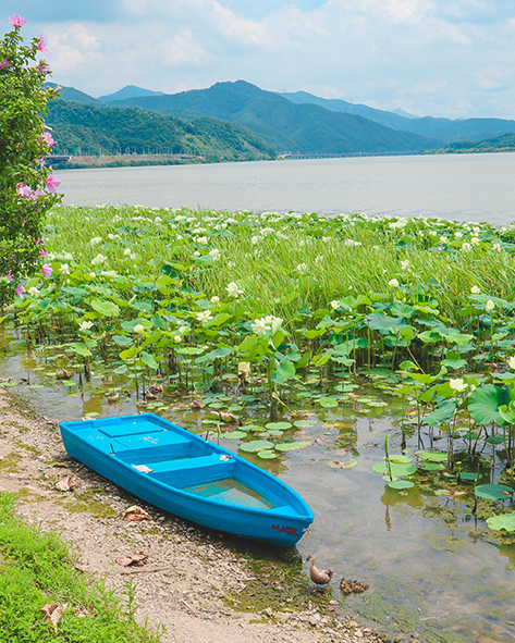 Dumulmeori Lake lotus & lily flowers