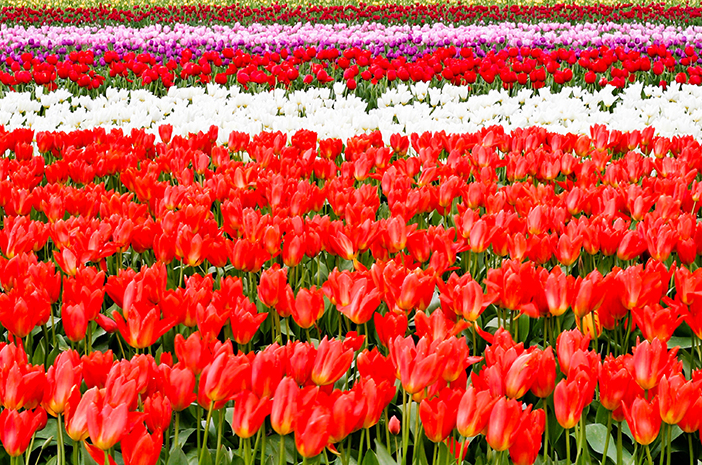 Festival de los Tulipanes de Everland.