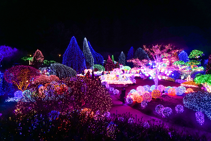 Lighting Festival at The Garden of Morning Calm