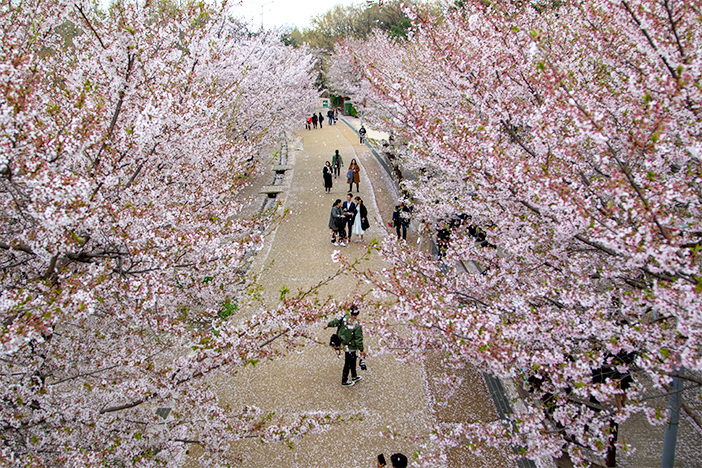 Seouler Wald (Quelle: Seoul Metropolitan Government)