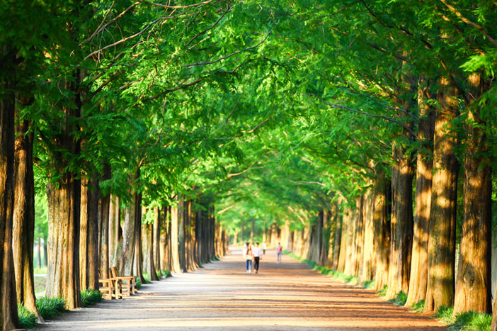 Metasequoia-Weg