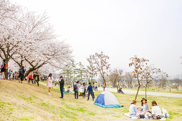 圖片) 汝矣島漢江公園的春光