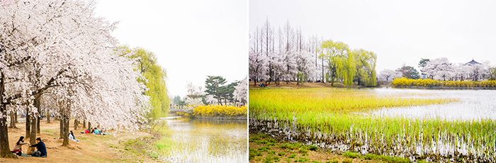 圖片) 一山湖水公園的春色