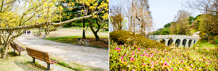 圖片) 開滿迎春花與杜鵑花的奧林匹克公園