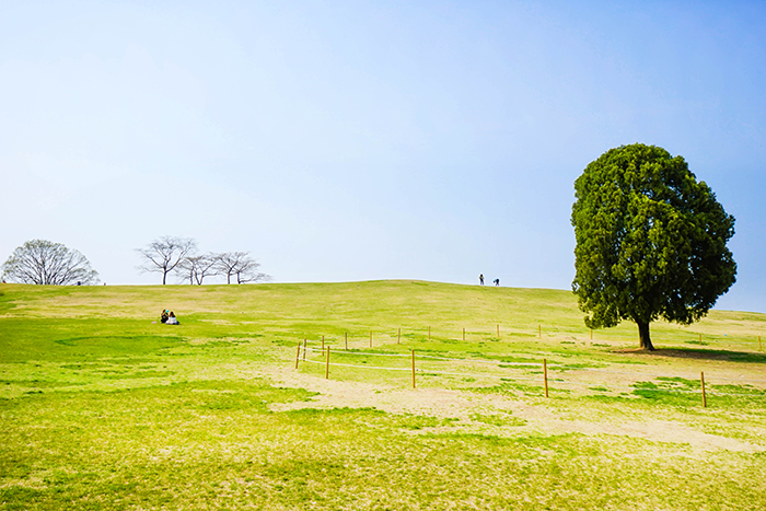 圖片) 奧林匹克公園的「孤樹」