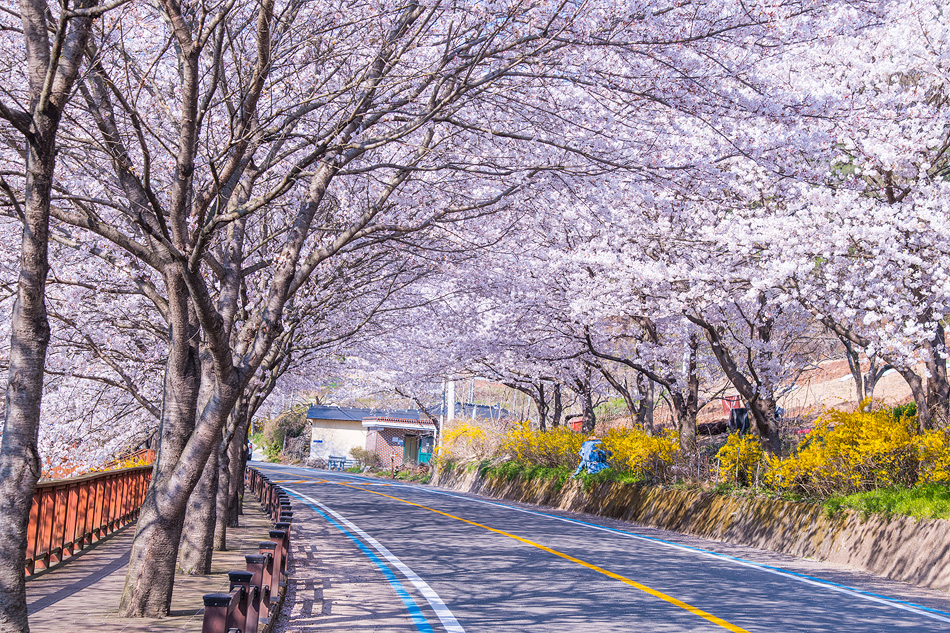 Seomjingang Cherry Blossom Trail