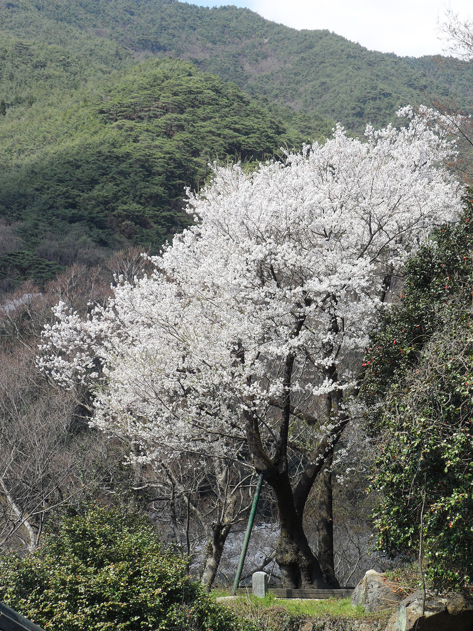 Higan cherry tree of Hwaeomsa Temple (credit: Hwaeomsa Temple)