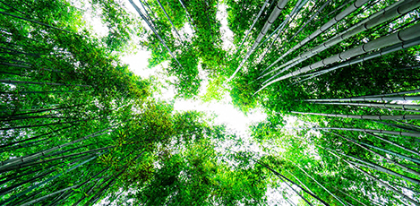 Set off on an Eco Vacation to Damyang’s Bamboo Forest, Juknokwon