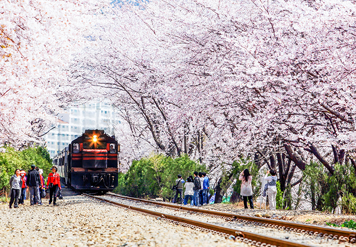 Image result for Gyeonghwa Station Cherry Blossom Road changwon