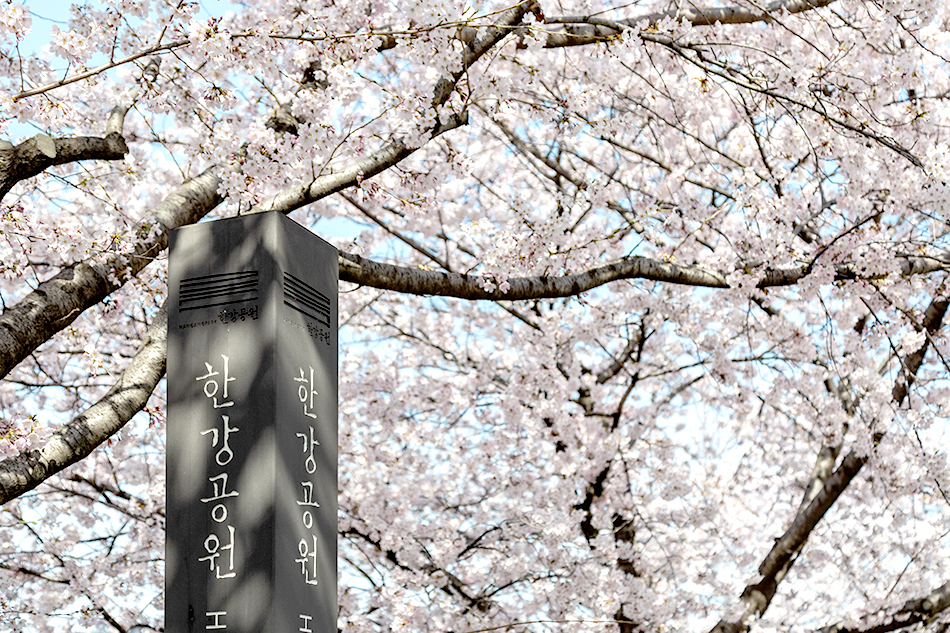  汝矣島漢江公園に咲く満開の桜