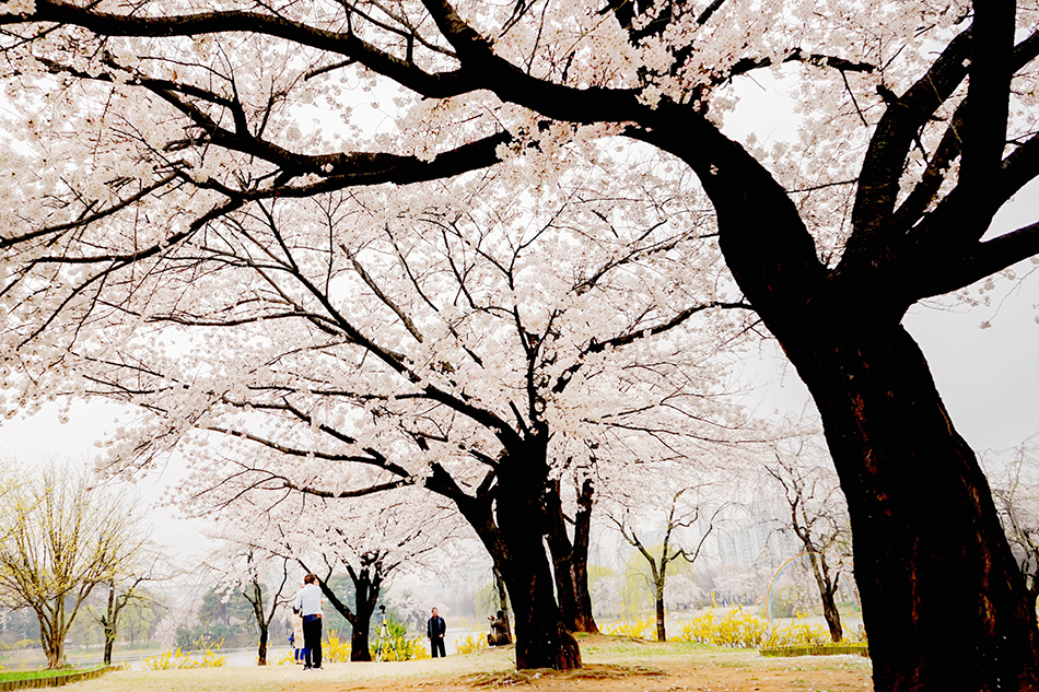  一山湖公園に咲く満開の桜