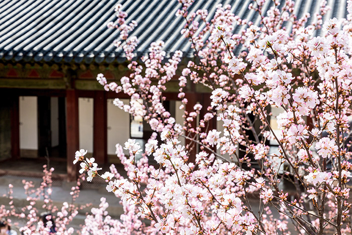 昌慶宮の春