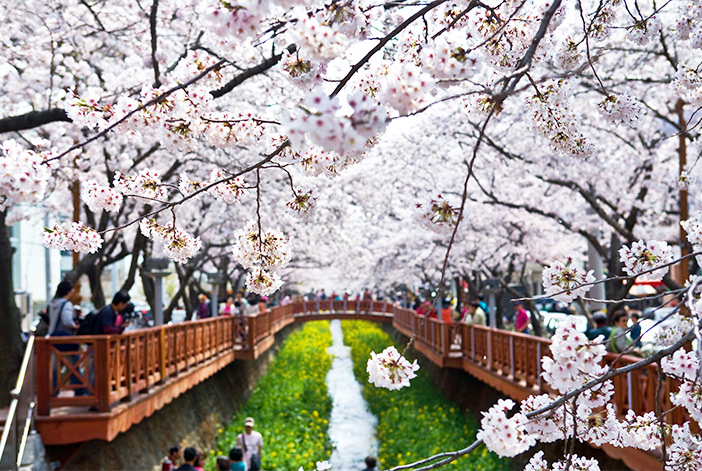 鎮海・余佐川縁の桜と川辺の菜の花