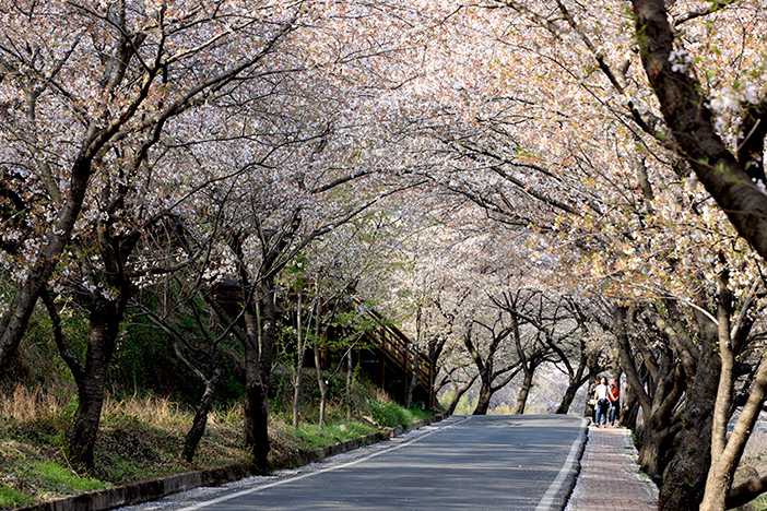 Hwagae Cherry Blossom Festival