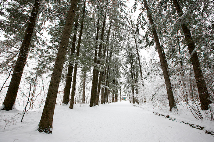 Forêt de sapins de Woljeongsa