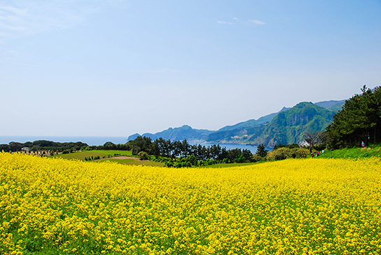 圖片)油菜花盛開的竹島風景