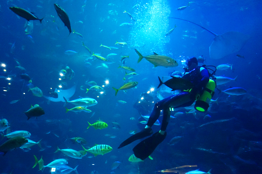 Aqua Planet海洋世界水族館內部