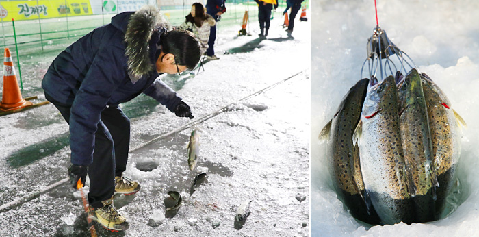 Visitor enjoying ice fishing (left) / Sancheoneo caught at the ice fishing site (right)