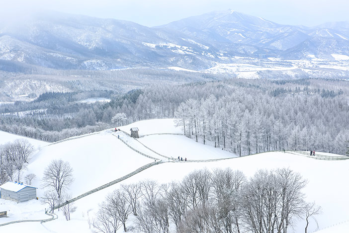 Schaffarm Daegwallyeong im Schnee