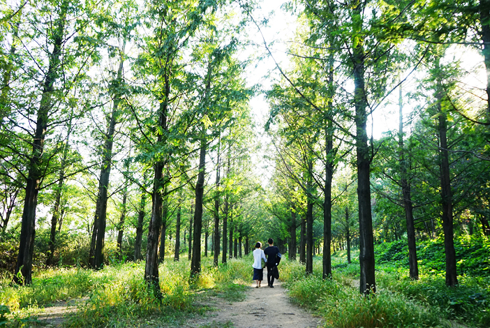 Waldweg der Hoffnung (oben) / Eingang zum Haneul-Park (unten)