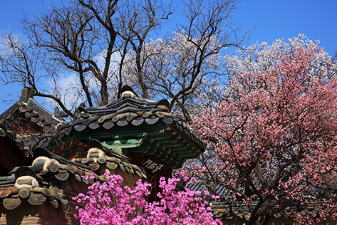 北村界隈の様子（昌徳宮）