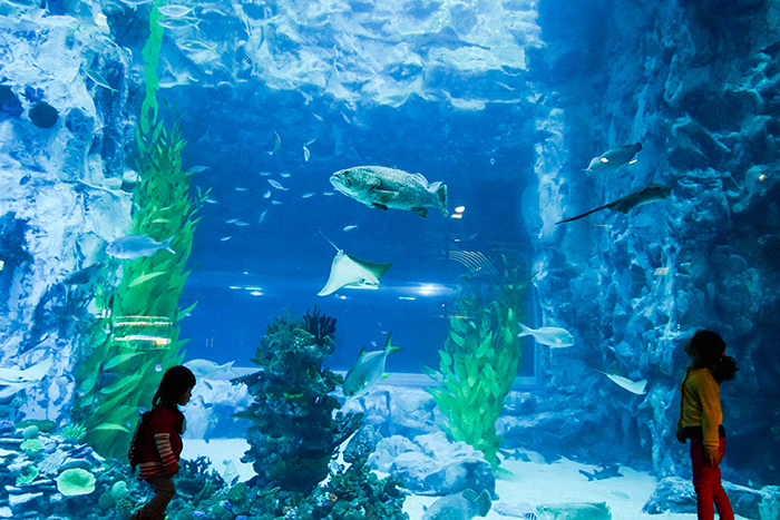 圖片) 樂天世界水族館