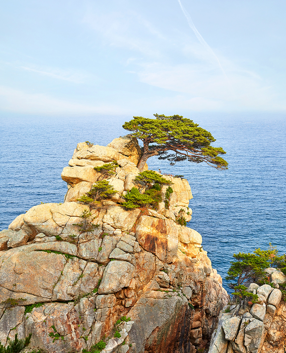 Pine Tree of Hajodae Rock Beach