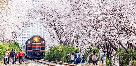 Romantic Cherry Blossom Trip to Jinhae Gunhangje Festival