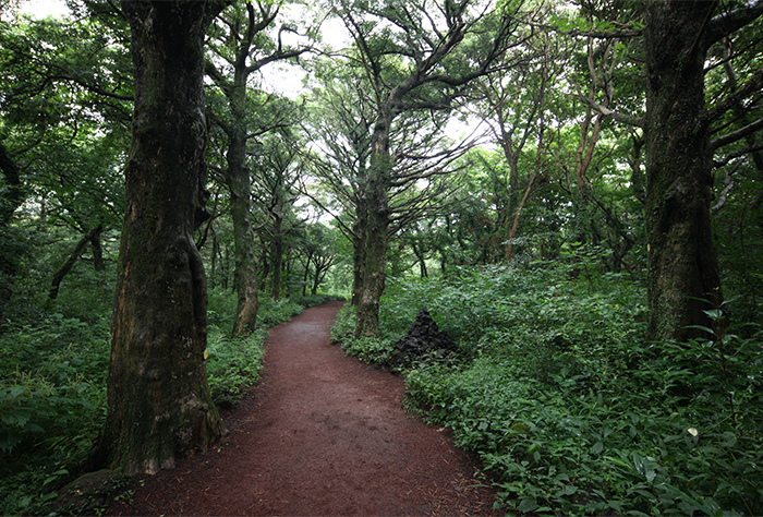 Chemin de randonnée dans la forêt Bijarim