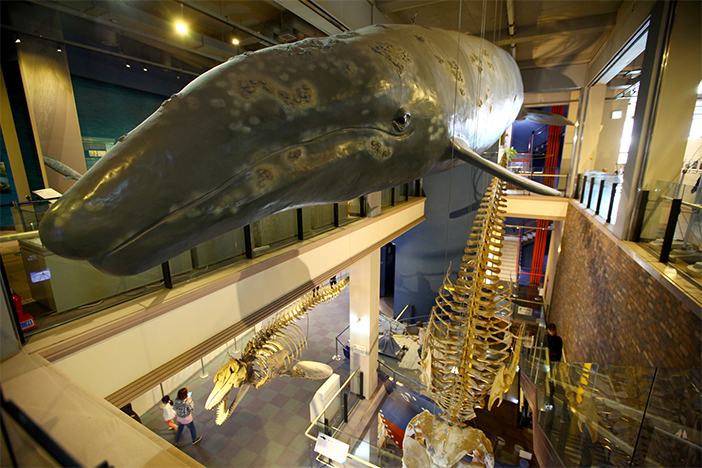 Jangsangpo Whale Museum