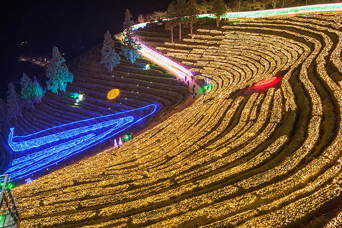 Boseong Tea Plantation Light Festival (Bottom credit: Boseong-gun Office)