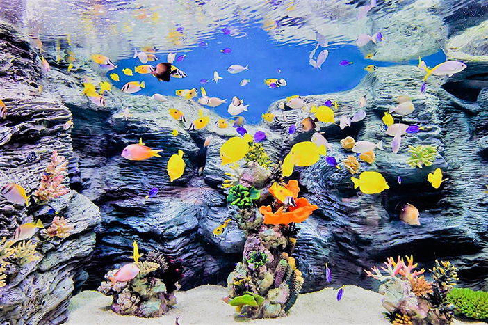 樂天世界水族館(圖片來源: 樂天世界水族館)